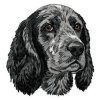 DD229ECockerSpaniel65