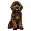 DD230Labradoodle95