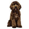 labradoodle embroidery design