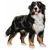 bernese mountain dog embroidery design