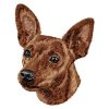 DD235MinPinscher80