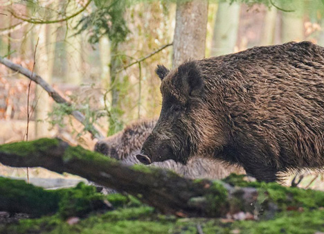 Co to je Aujeszkyho choroba prasat a jak ohrožuje psy?