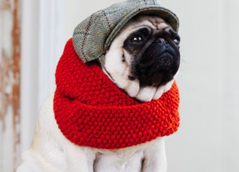 DOGG představuje kolekci pro psy F/W 2015-2016