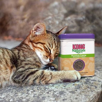 Kong Šanta kočičí pro kočky Catnip Premium 62 g XXL BALENÍ ZA VÝHODNOU CENU