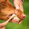 Ecopets Péče o zuby a dásně