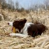 4DOGS Žvýkací sýrová dentální tyčka Churpi Máta