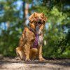 Woolly Wolf Postroj Alpha 360 Mauve Mix12