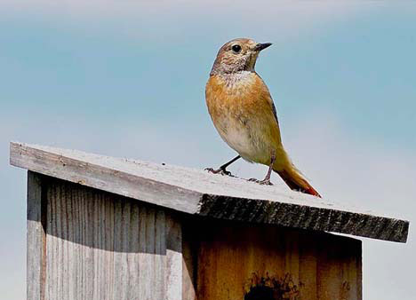 Donath. Konečně kvalitní krmivo pro volně žijící ptáky
