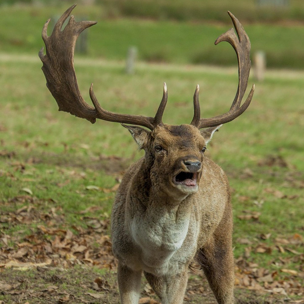 Široký sortiment paroží. V listopadu se slevou 5 %