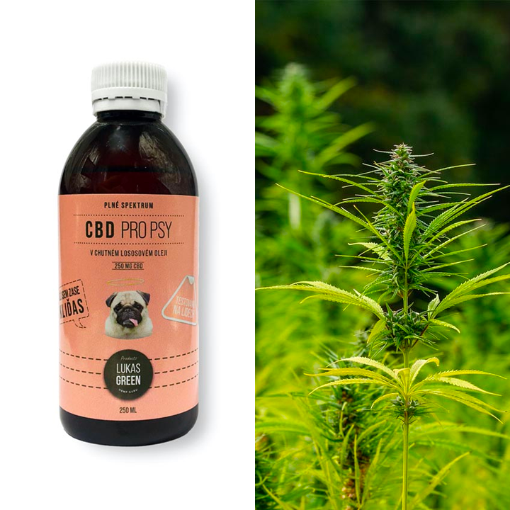 Jak může CBD pomoct psům?