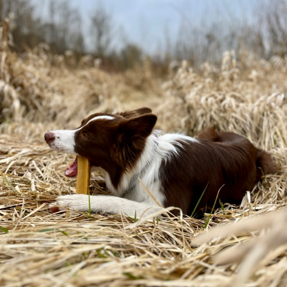 Široký výběr himálajských tyček za nízké ceny