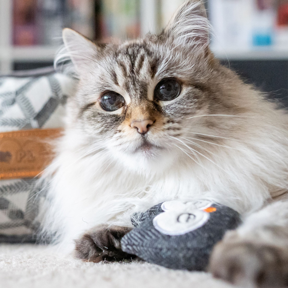 Hračky P.L.A.Y. jsou teď i pro kočky