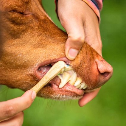 ecopets pece o zuby dasne