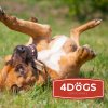 4DOGS Jelení paroží pro psy Premium XL+