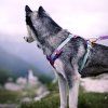 Woolly Wolf Postroj Alpha 360 Mauve Mix9