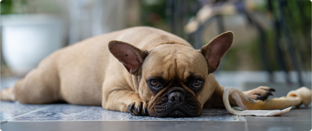 Průjem u psa – jak vzniká a jak mu přirozeně ulevit