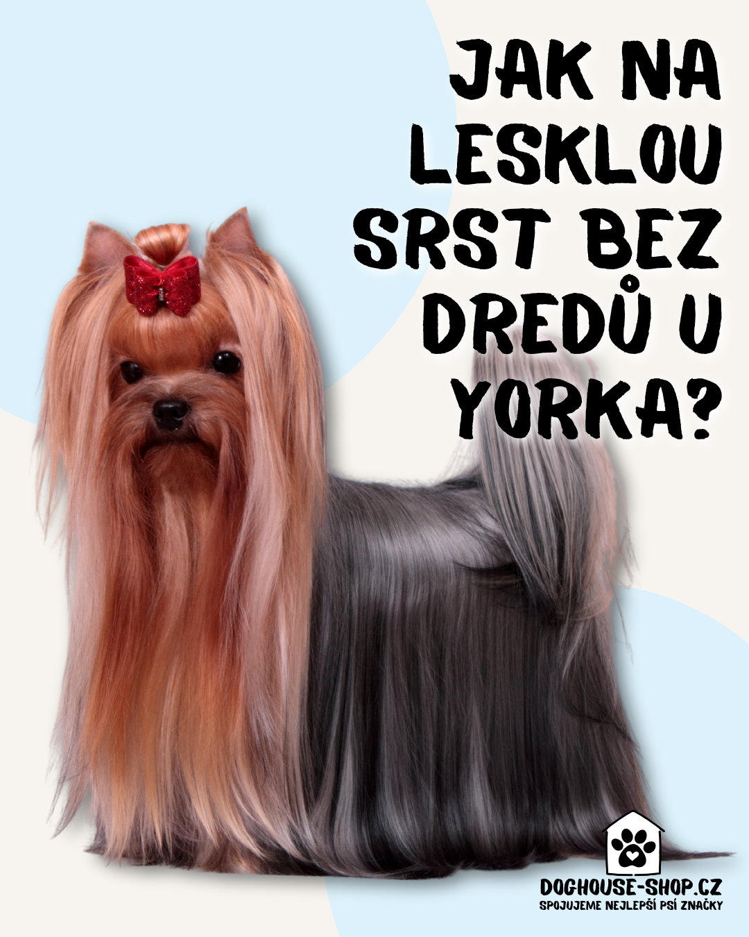 Správná domácí úprava Jorkširského teriéra. Stop dredům!