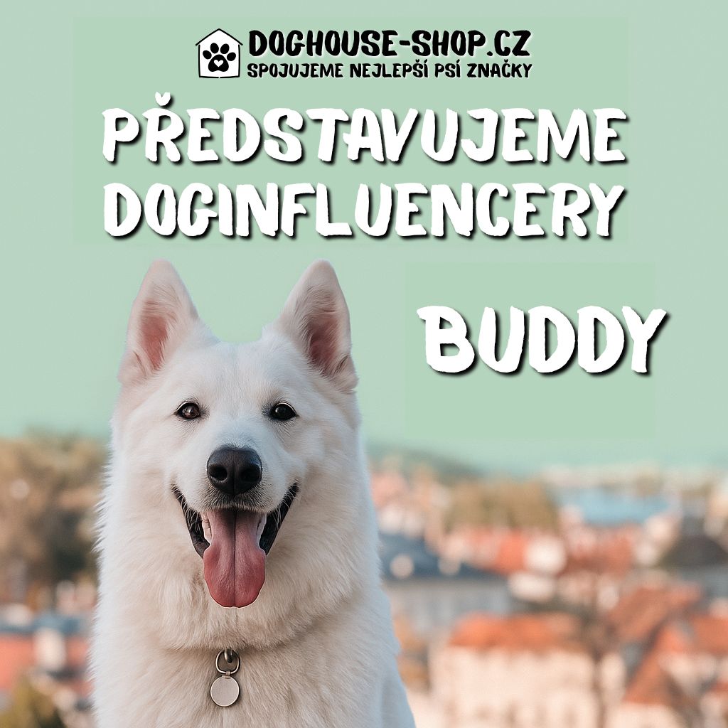 Doginfluencer Buddy