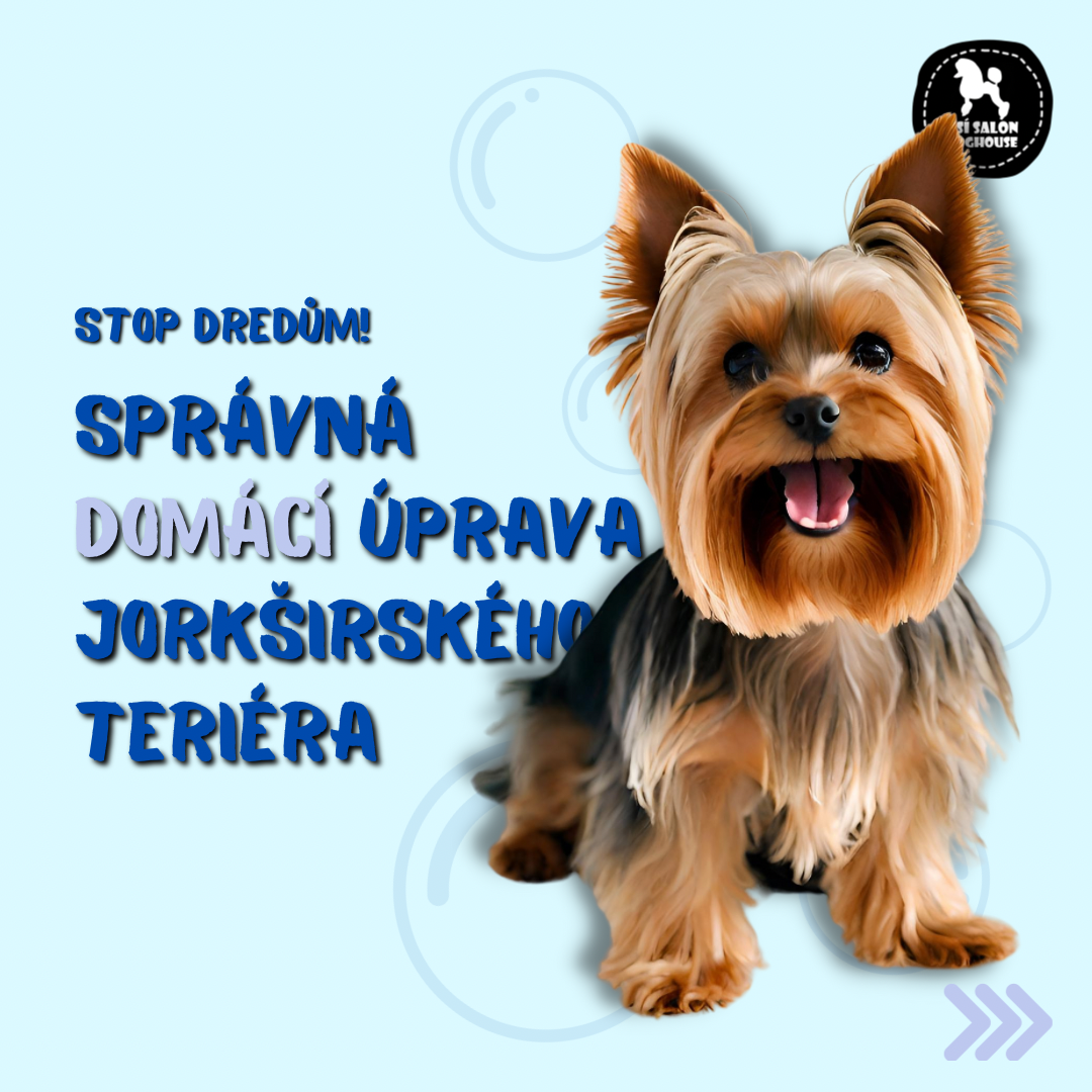 Správná domácí úprava Jorkširského teriéra. Stop dredům!