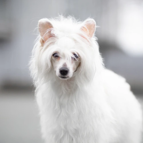 Čínský chocholatý pes - jakou zvolit kosmetiku, jak upravovat doma?