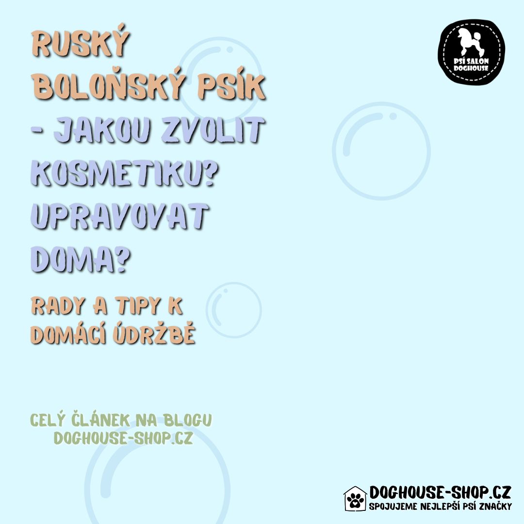 Ruský boloňský psík - jak se starat o srst?