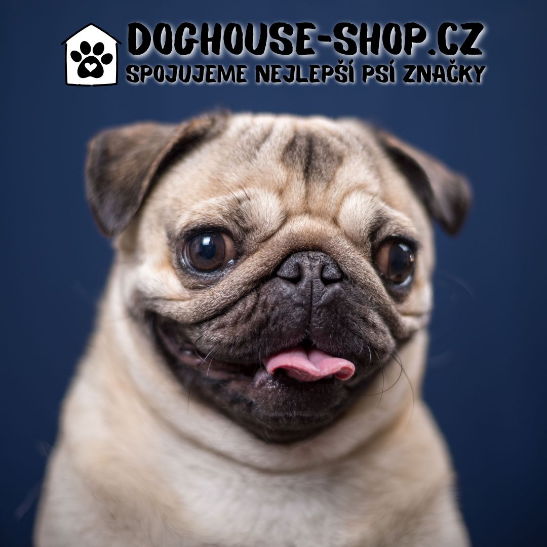 Mops - roztomilý psí "zmačkanec". Temperament, vzhled, skutečné zkušenosti a chov.