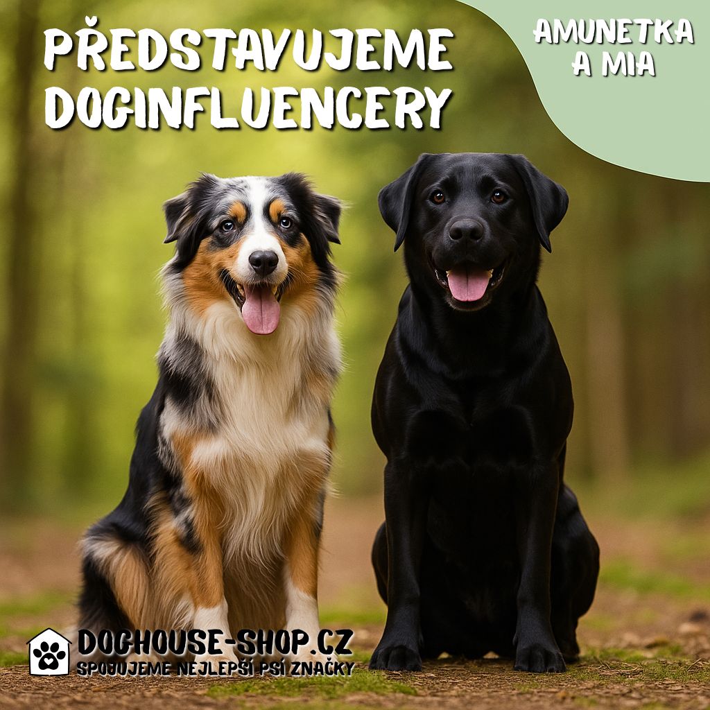 Doginfluenceři Amunetka a Mia