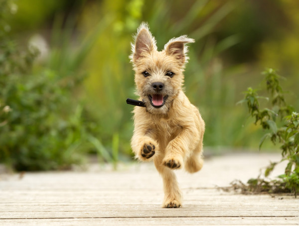 depositphotos_58906929-stock-photo-cairn-terrier-puppy