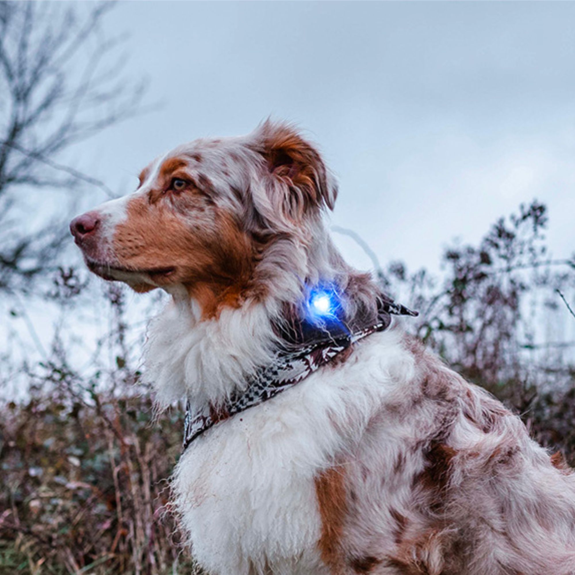 Bezpečnost psa při večerních procházkách