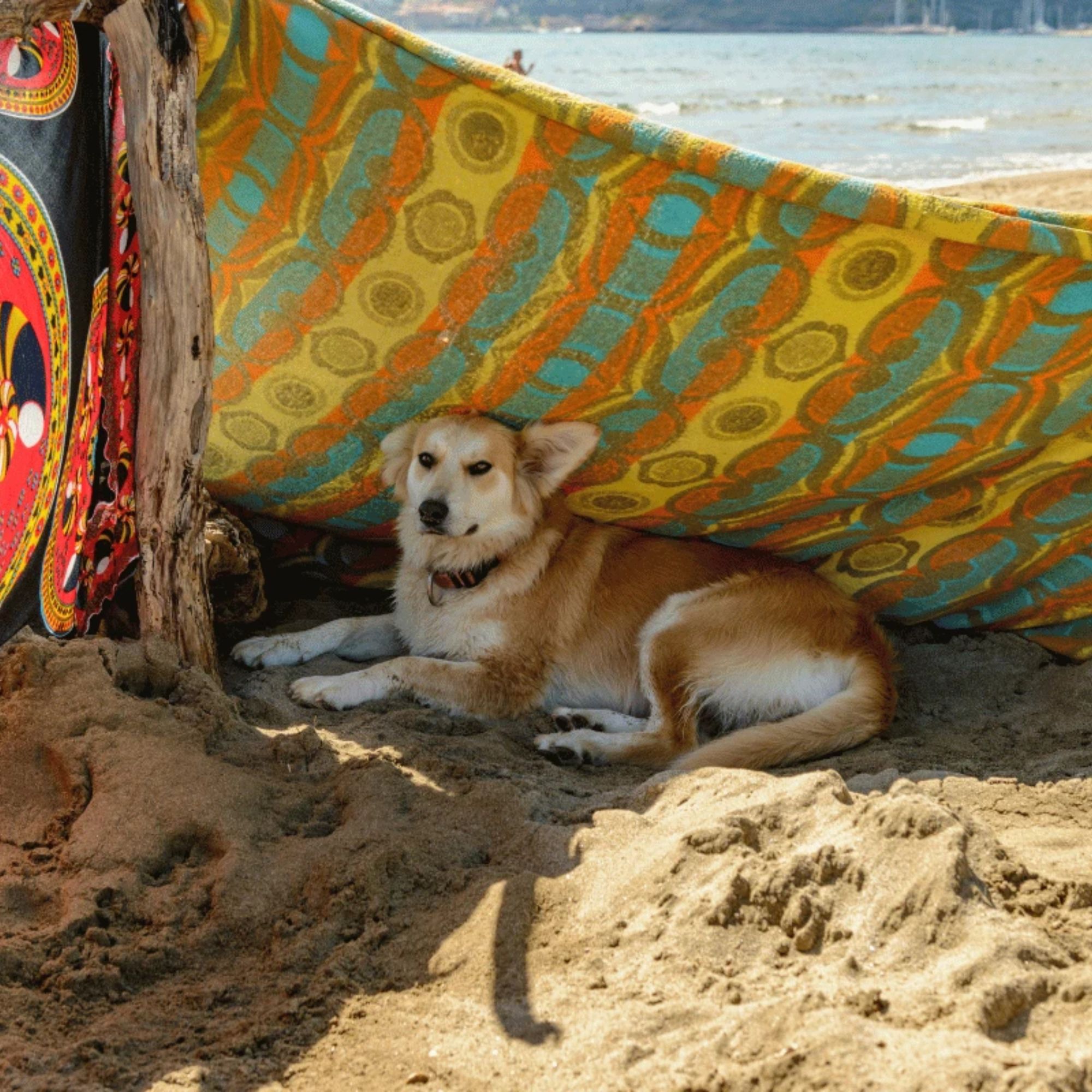 Hydratace a ochlazení psa v létě