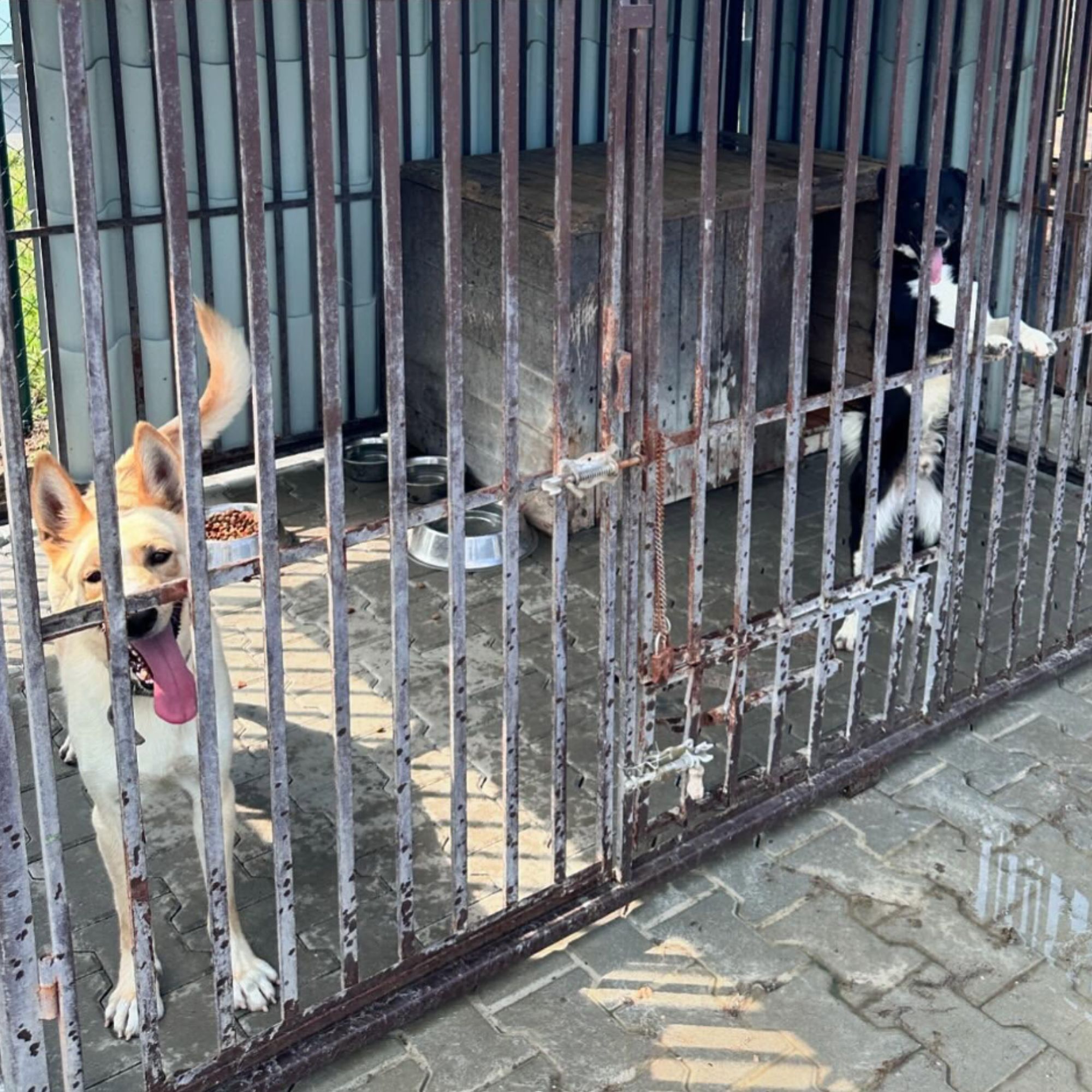 Podporujeme útulky –⁠⁠⁠⁠⁠⁠ Útulek Kaira v Benátkách