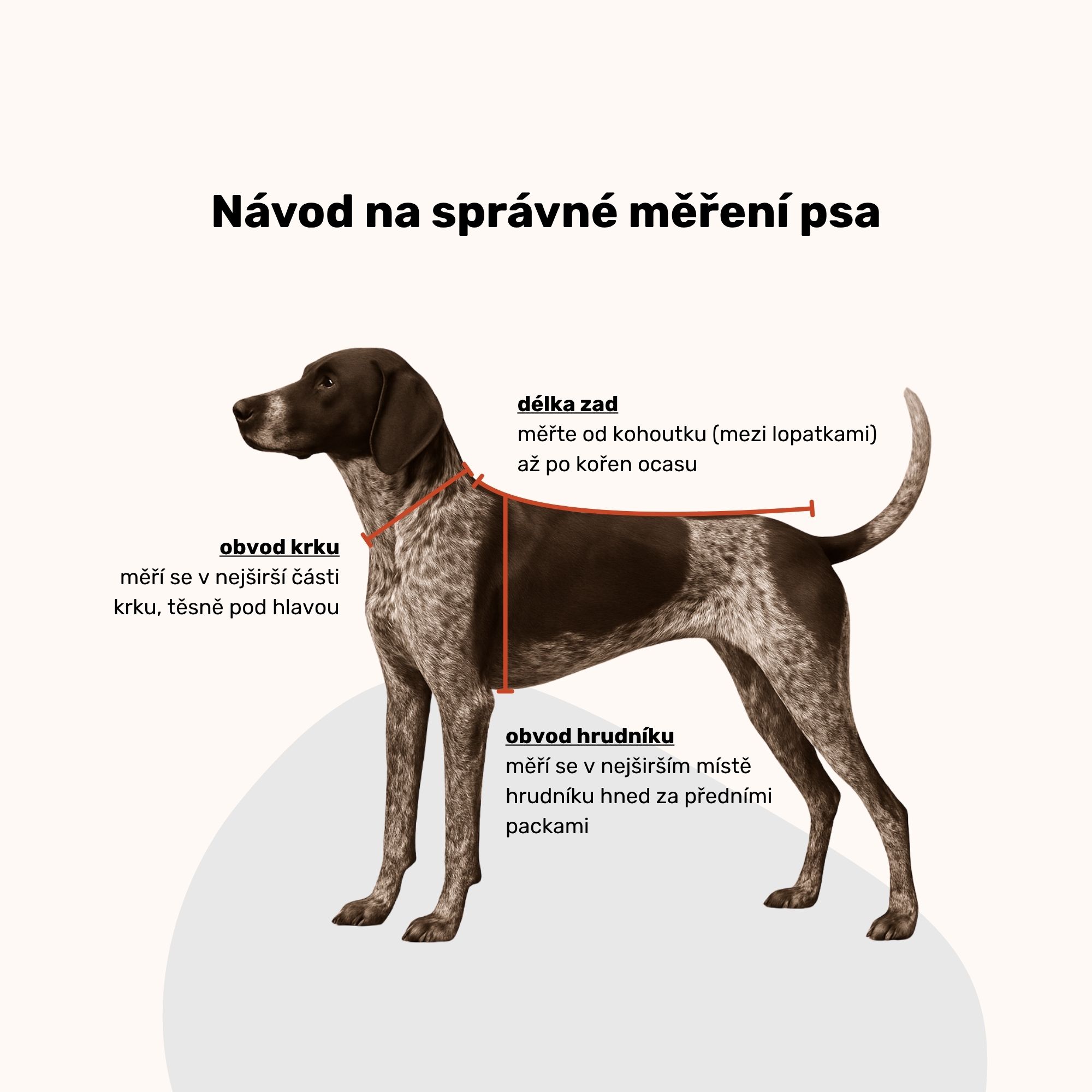 Jak správně měřit psa?