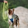 long rope leash lime lime 347808