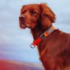 non stop dogwear cruise obojek pro psy oranzovy 1 ks 2486897 1000x1000 square