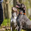 non stop dogwear cruise obojek pro psy oranzovy 1 ks 2486898 1000x1000 square