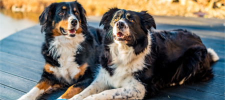 5 tipů jak s vaším chlupáčem přežít úmorná vedra