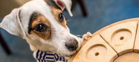 5 důvodů proč používat pamlskové hlavolamy