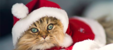 5 tipů na dárky pro kočky