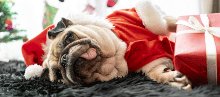 5 tipů na dárky pro psy