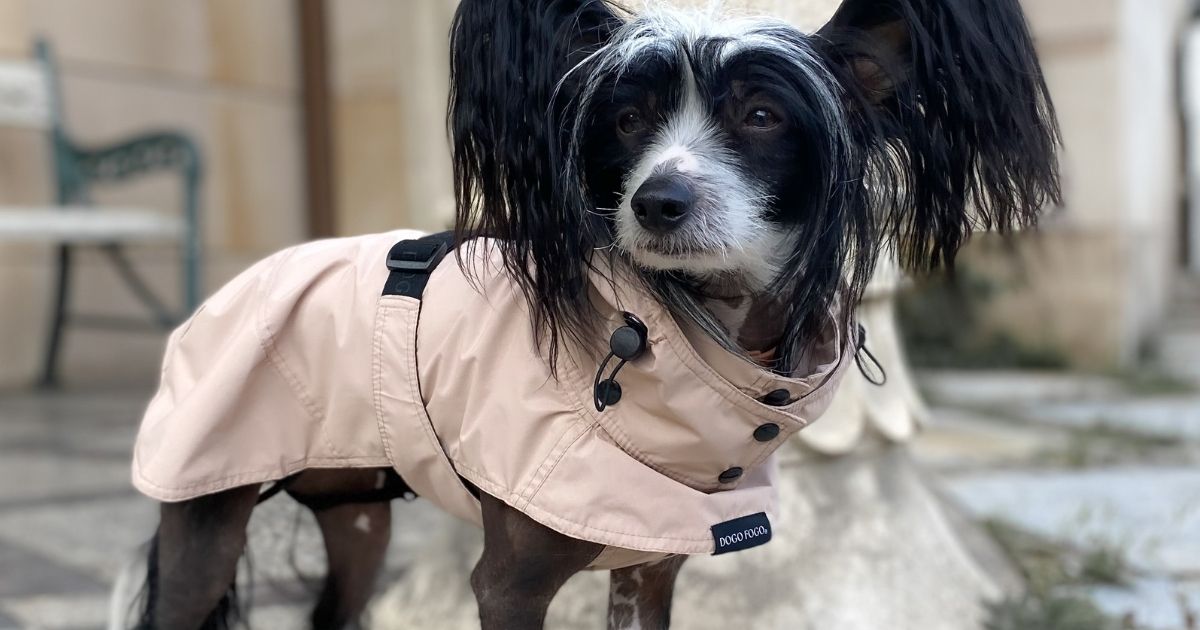 Barka – pláštěnka pro psa, který má styl i v dešti