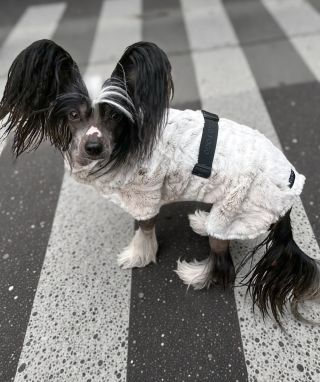 Kožíšky jste si u nás oblíbili a v bílé limitce chystáme jen pár kusů. Na jakou rasu by se podle tebe hodil nejvíc? 🤍😍