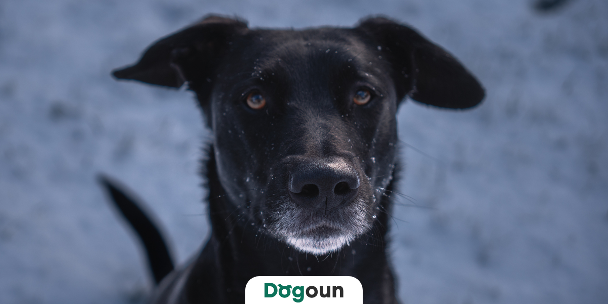 Jak krmit psa v zimě: venkovní vs. bytový pes