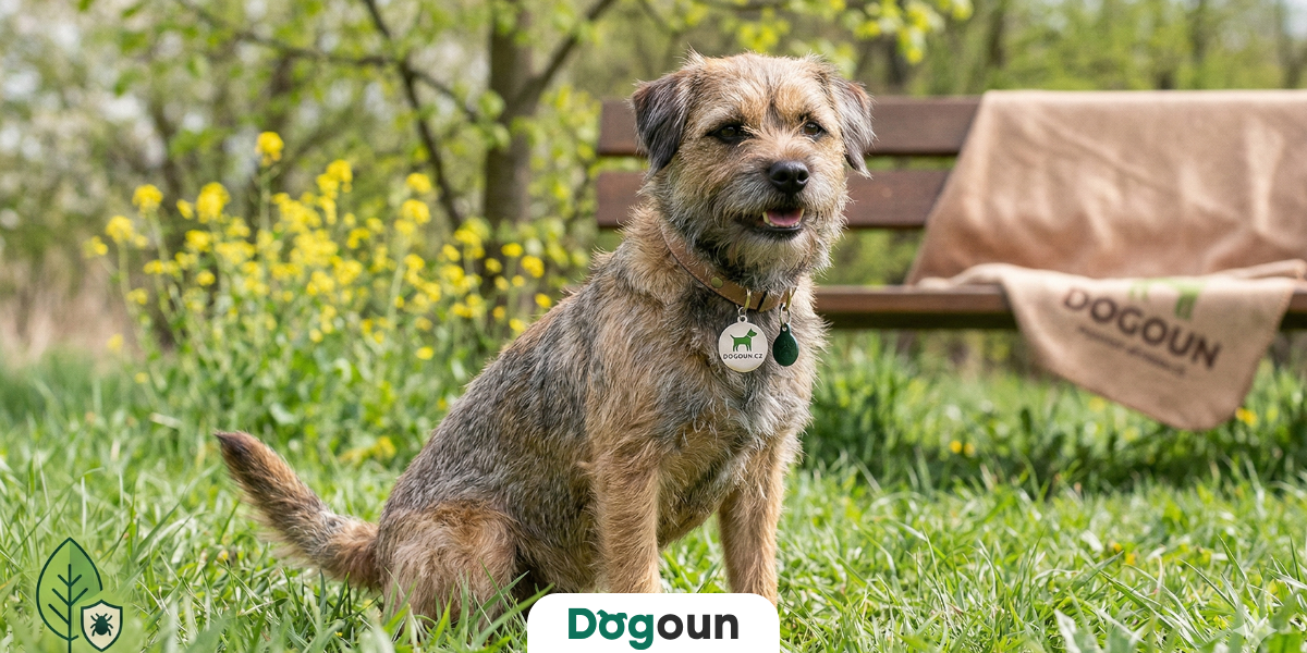 Klíšťata u psů: Jak na správnou ochranu a jak klíště vyndat