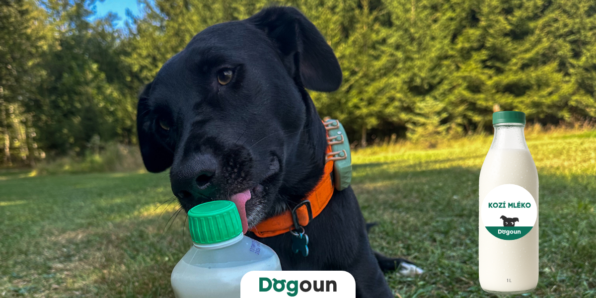 Proč kozí mléko patří do misky vašeho psa: doplněk pro zdraví, růst a imunitu!