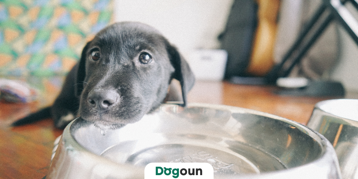 Jak dlouho může pes nežrat? Příčiny nechutenství a jejich řešení