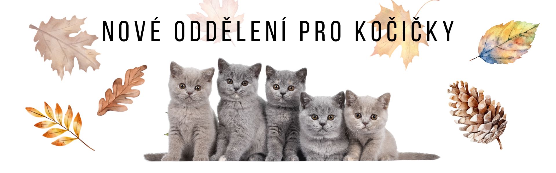 Oddělení pro kočičky