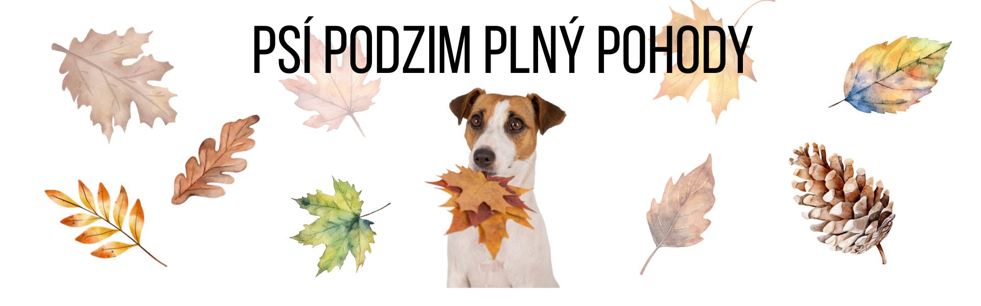 Podzimní věci pro pejsky