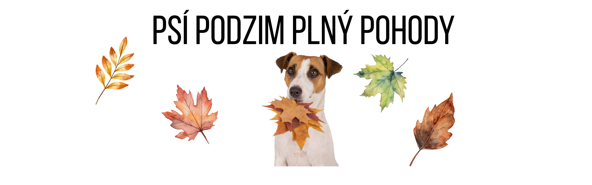 Podzimní věci pro pejsky