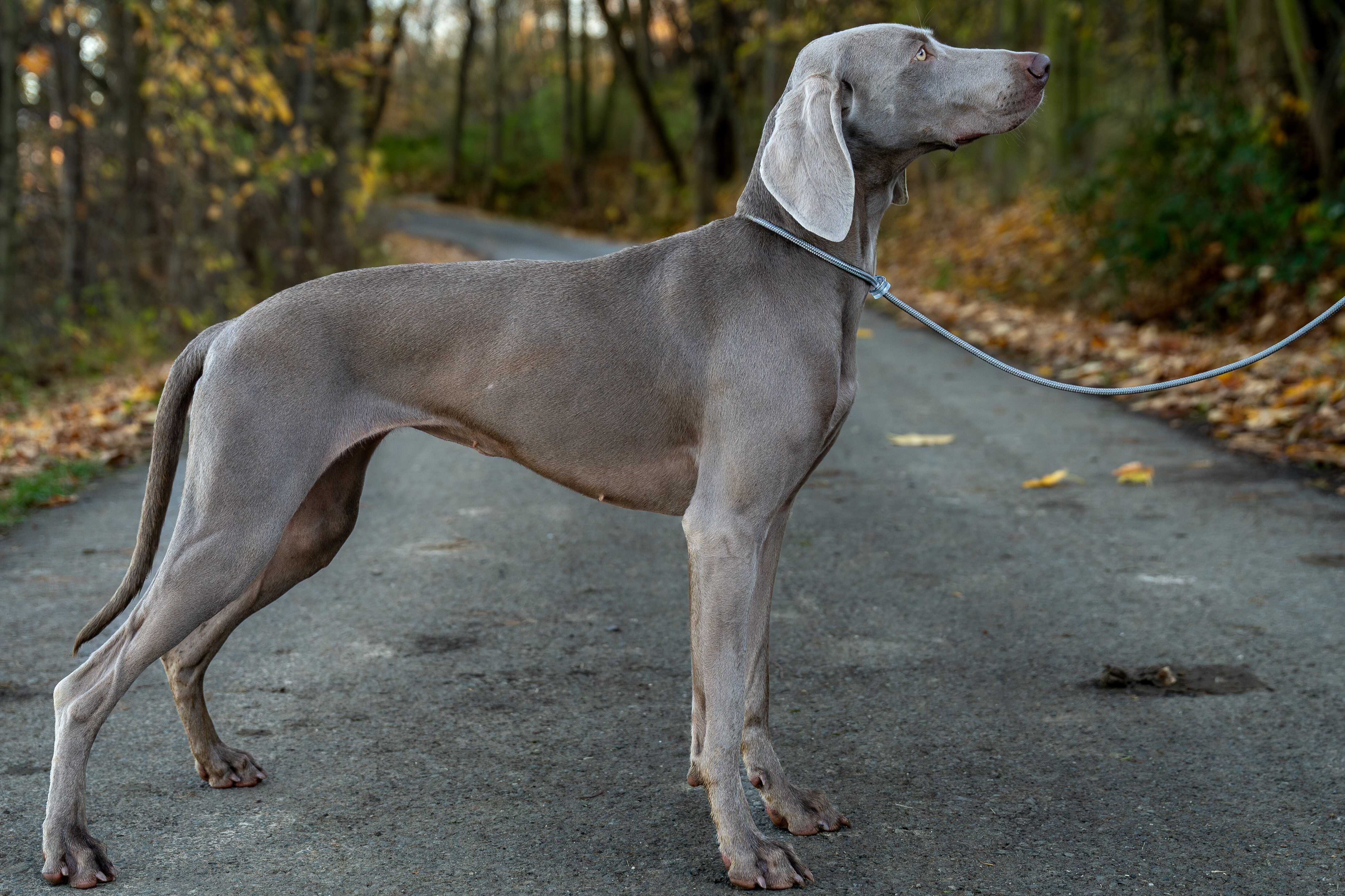 Kira výstavní vodítko