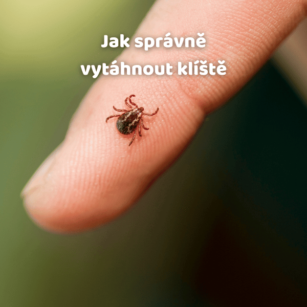 Jak správně vytáhnout klíště: Kompletní průvodce krok za krokem